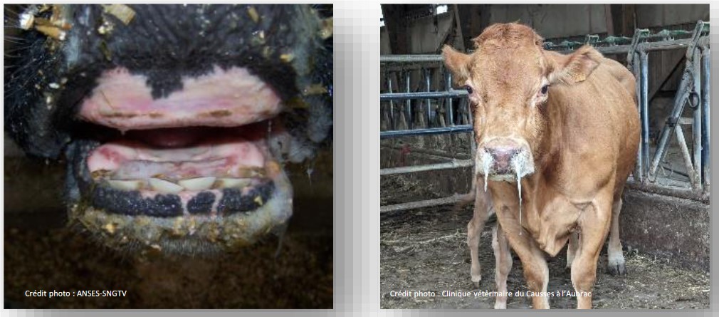 FCO bovins signes cliniques