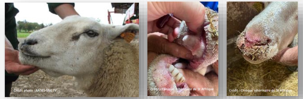 FCO ovins signes cliniques